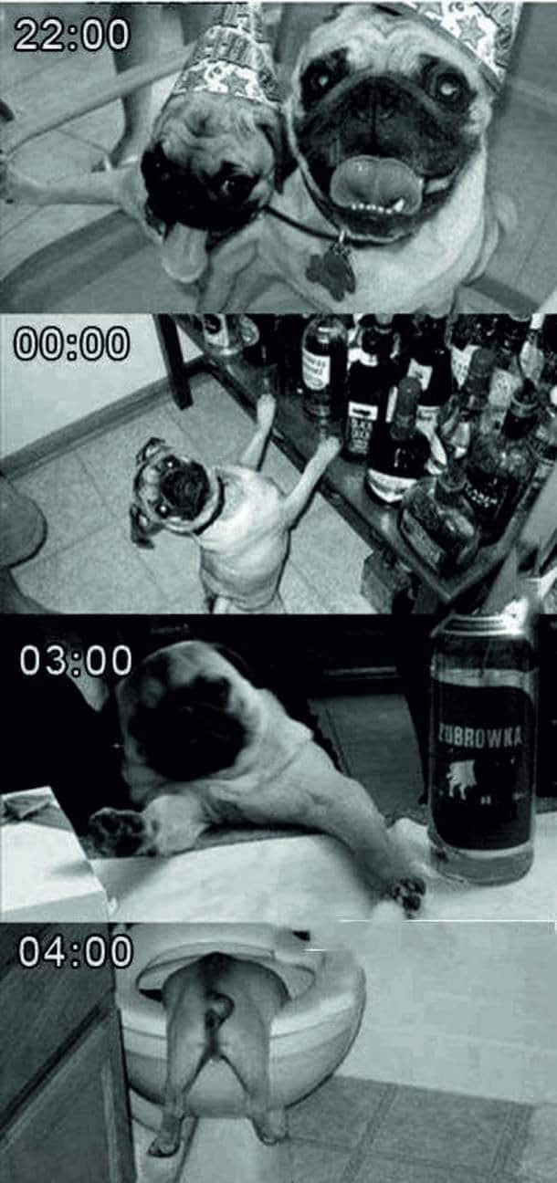 pug-party