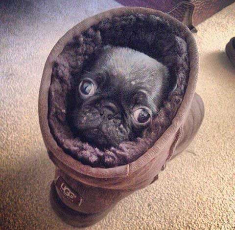 pug-ugg