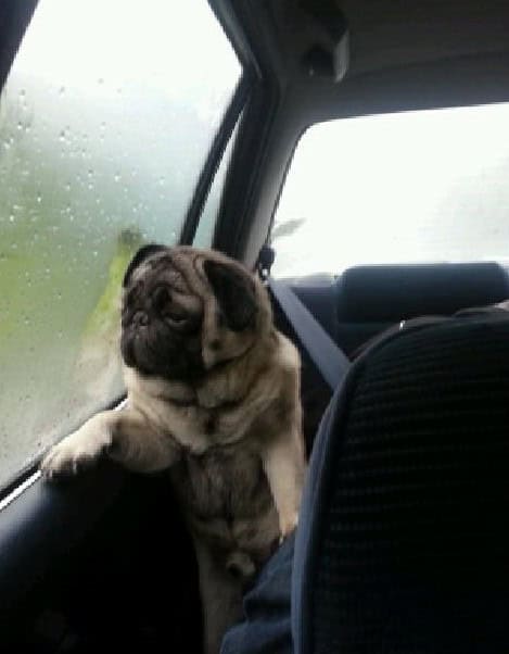 pug going in the deep