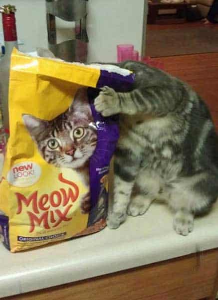 purrfectly timed photo