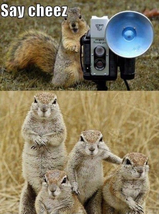 say-cheese-squirrels