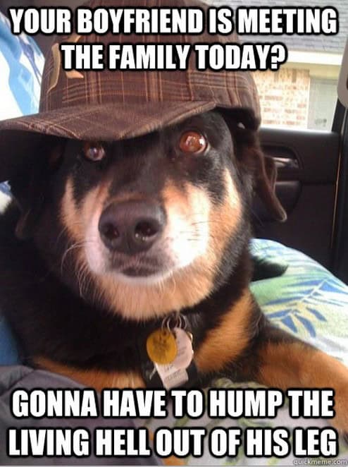 scumbag dog