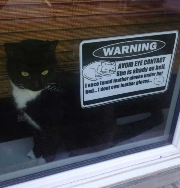 shady-cat