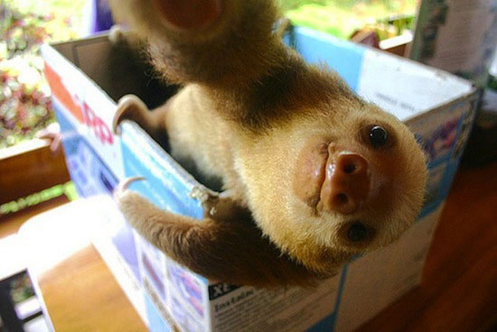 sloth-selfies