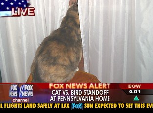 slow news day cat