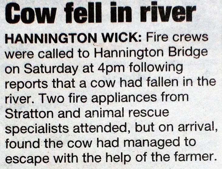 slow news day cow