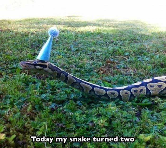 snake-birthday