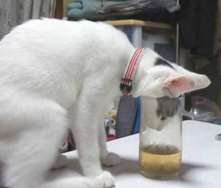 so close cat