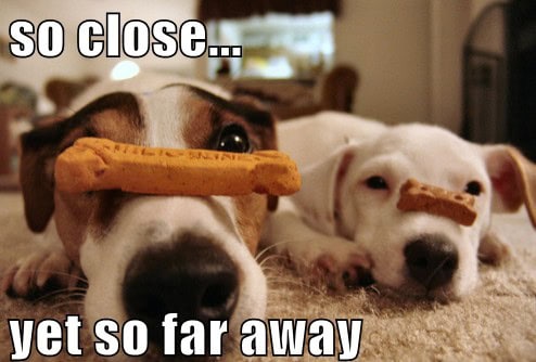 so close dog