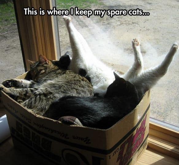spare cats