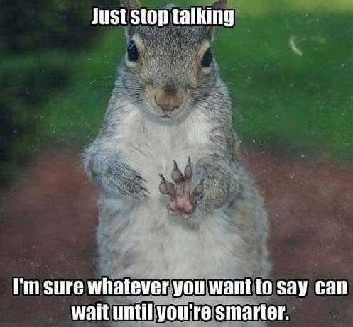squirrel-money