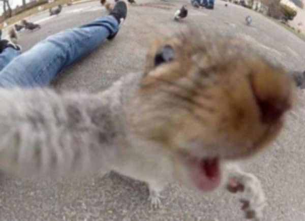 animal selfies