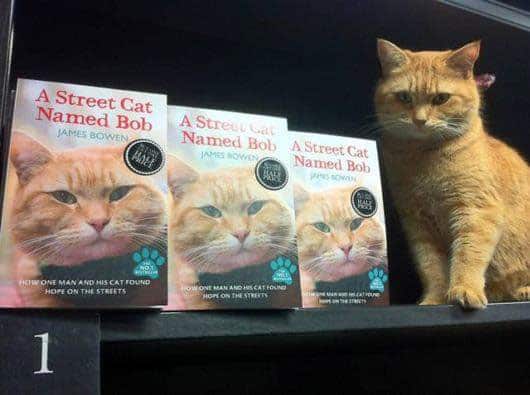 street-cat-named-bob-book