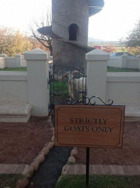 strictly-goats