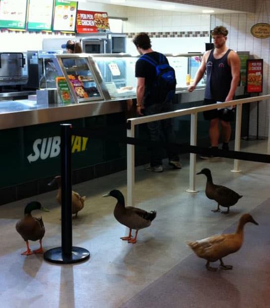 subway-ducks