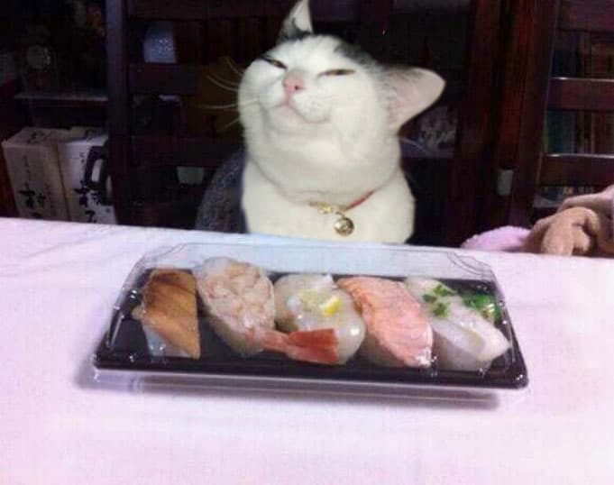 sushi-cat