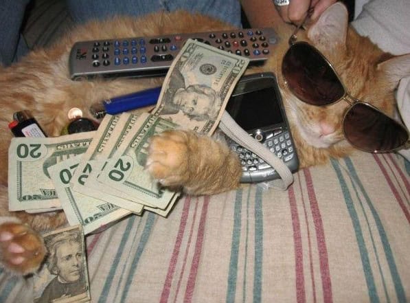 swag cat
