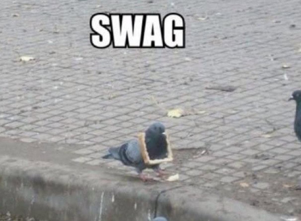 swag pigeon