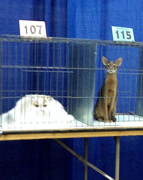 tall-cat-vs-pile-of-cat