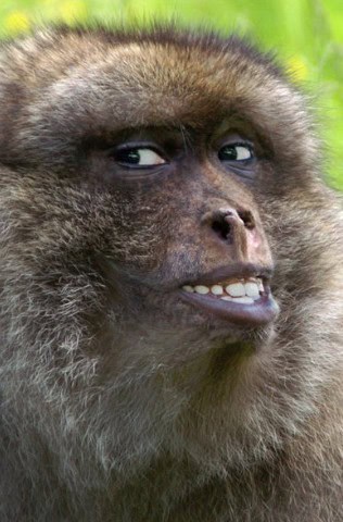 teeth animals like human