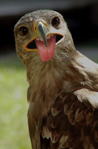 teeth animals like humans