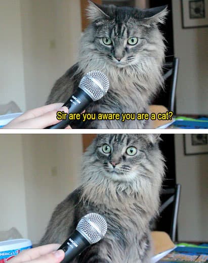 that-awkward-moment-cat