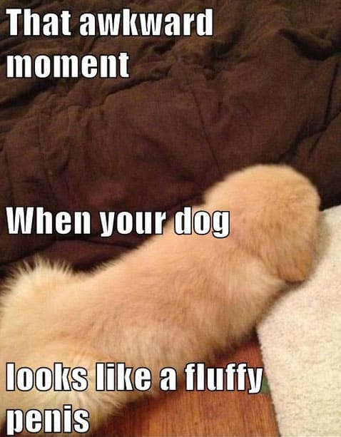 that-awkward-moment-dog