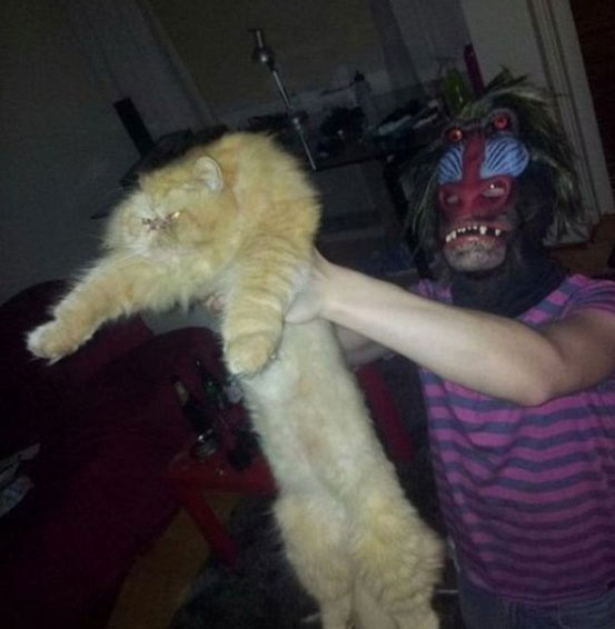 the-kitteh-king