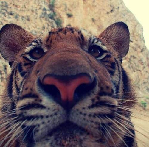 tiger-selfie