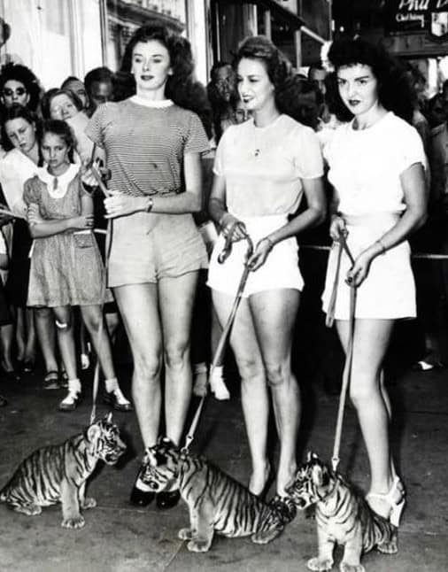 tiger ladies
