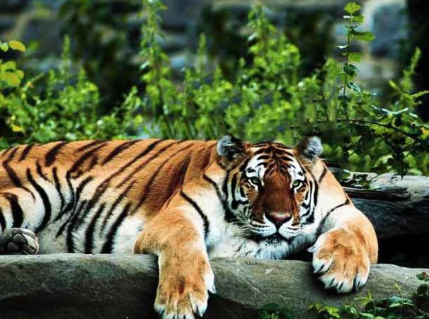 tiger without neck