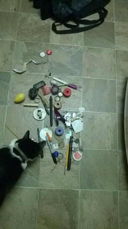 cats makeup spilled purse
