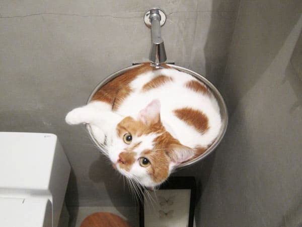 cat in a sink