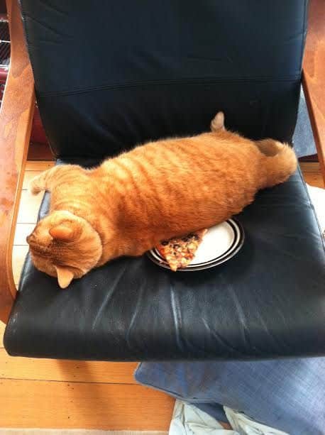 cat on a chair