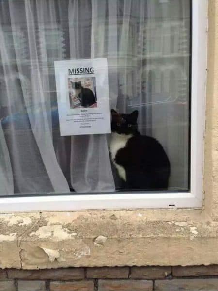 missing cat is not missing