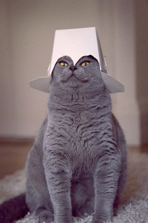 evil cat hat