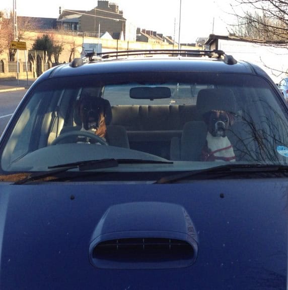two cool dogs