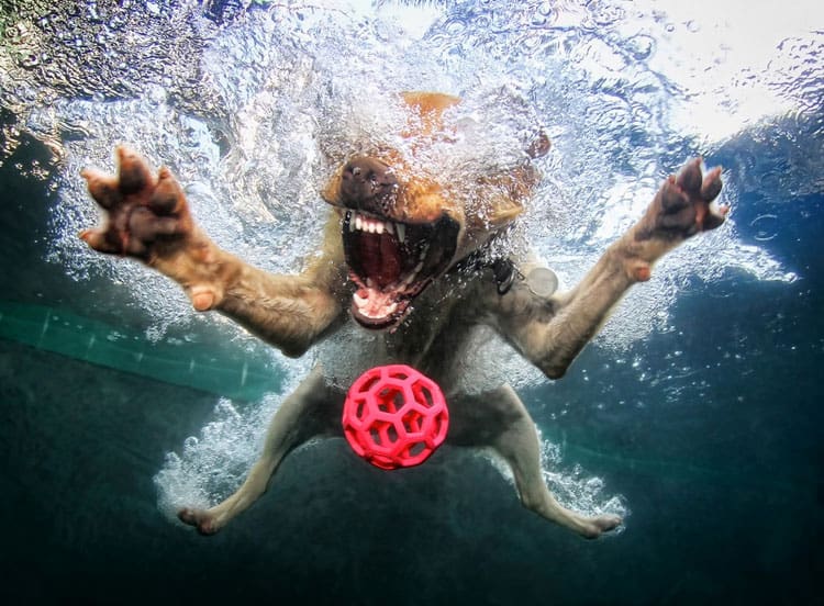 underwater-dog