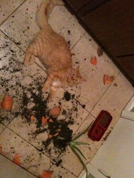 cat plans spilled