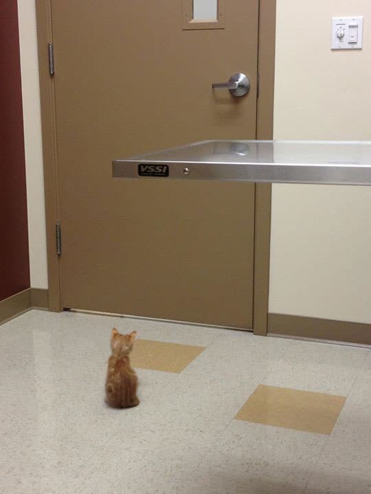 waiting-for-the-vet