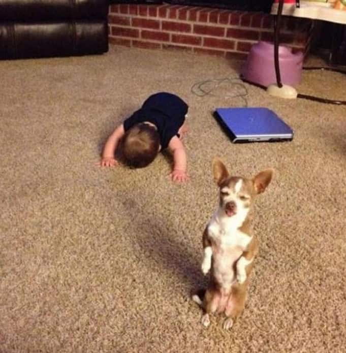 walk like a dog