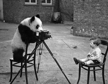 weird-panda-photo