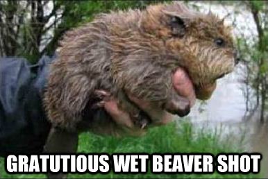 wet beaver