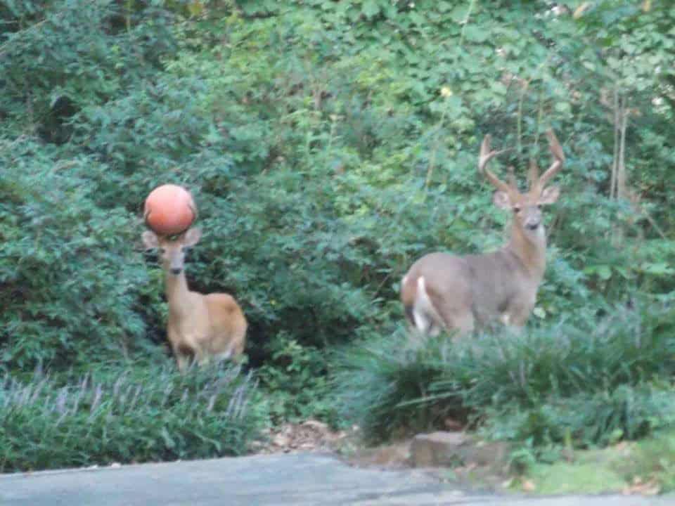 what-ball