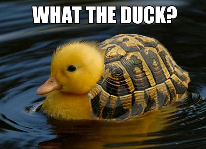 what-the-duck