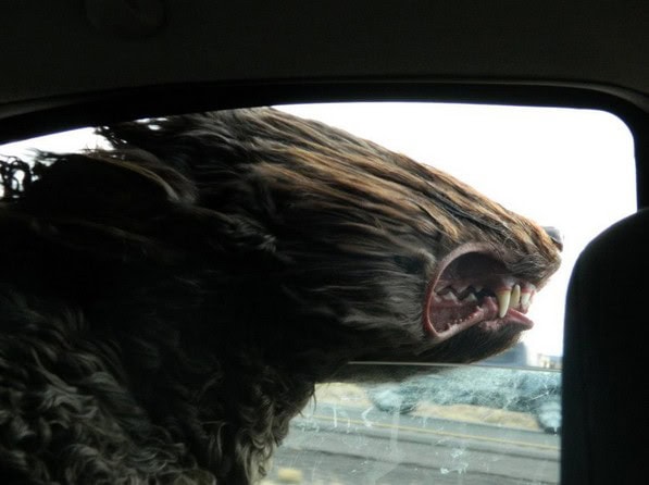 windy dog car