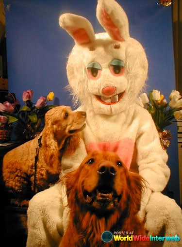 wtf-easter-bunny-dogs