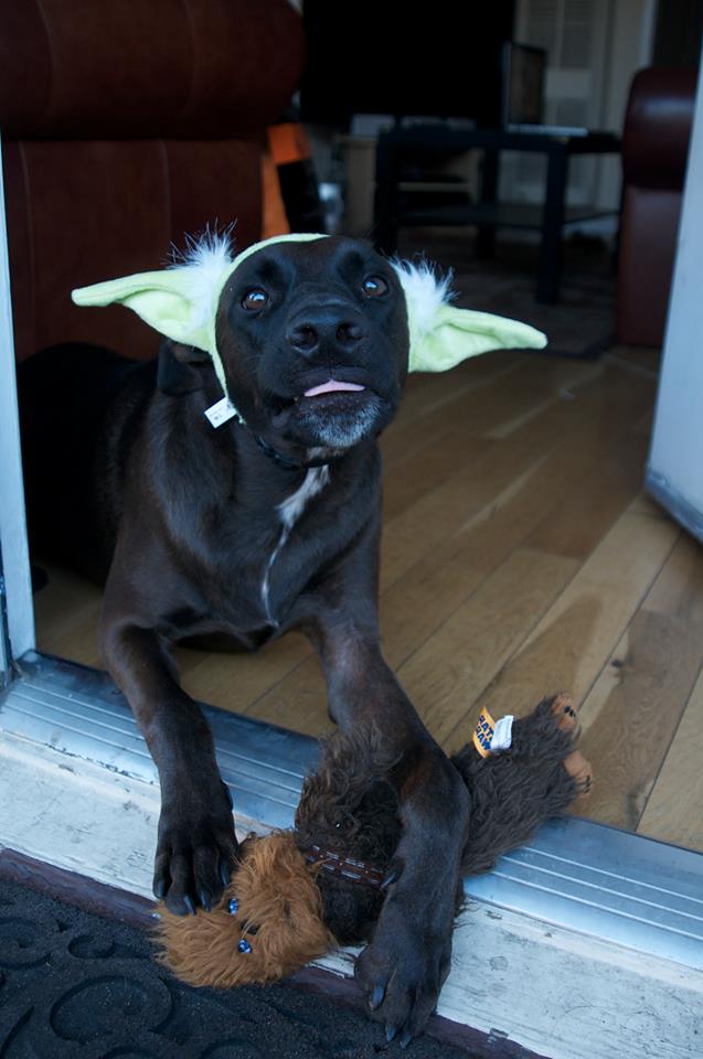yoda dog