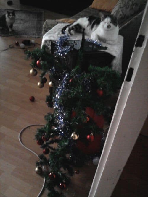 cat christmas tree