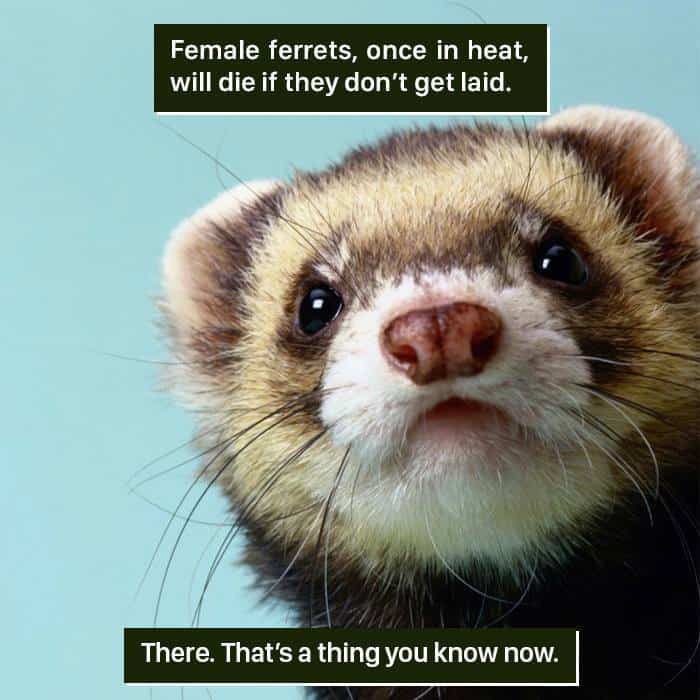 Weird Animal Facts' Are Way Better Than Boring Human Facts
